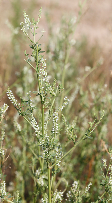 White Sweet-clover in Anne Arundel Co., Maryland (7/28/2012). Introduced, but popular with native insects. Photo by Bill Hubick.