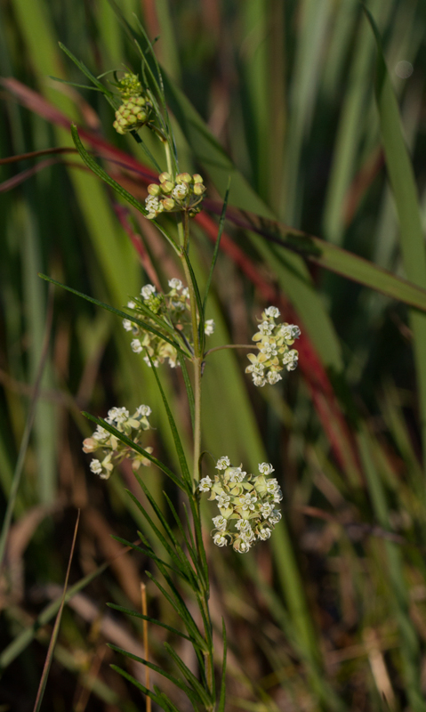 Whorled Milkweed in Baltimore Co., Maryland (7/1/2012). Photo by Bill Hubick.