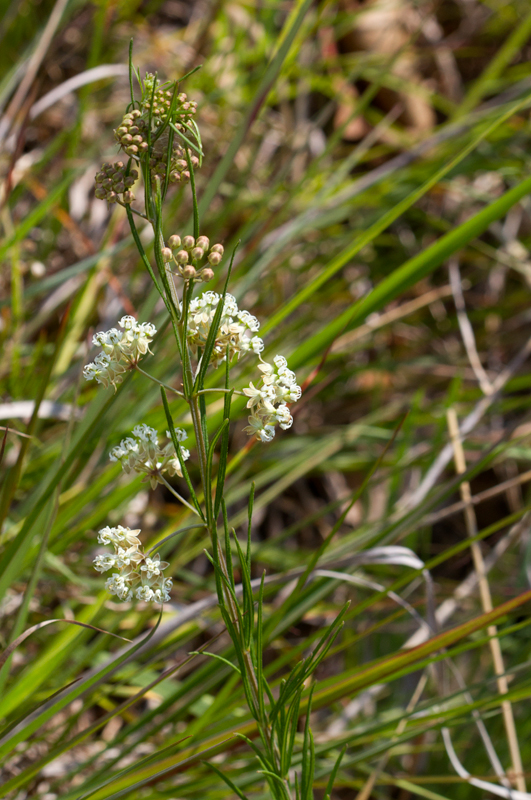 Whorled Milkweed in Baltimore Co., Maryland (7/1/2012). Photo by Bill Hubick.