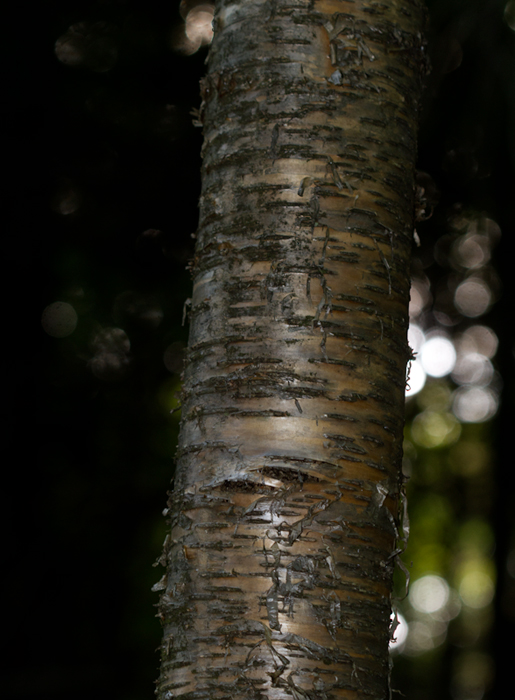 Yellow Birch in Garrett Co., Maryland (7/8/2012). Photo by Bill Hubick.