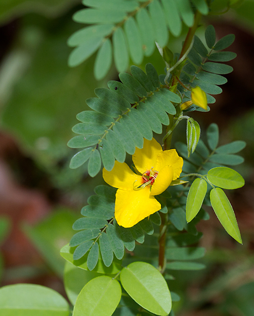 Partridge Pea in Anne Arundel Co., Maryland (8/5/2012).<br /> Note the diagnostic low gland at the base of the leaves. Wild Sensitive Plant has a stalked gland. Photo by Bill Hubick.