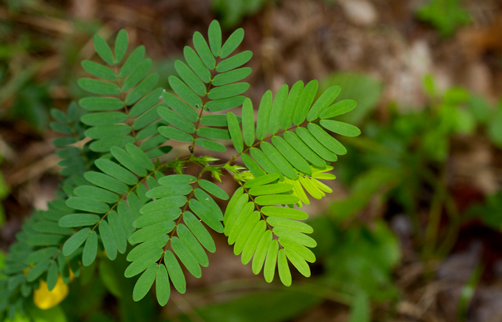 Partridge Pea in Anne Arundel Co., Maryland (8/5/2012).<br /> Note the diagnostic low gland at the base of the leaves. Wild Sensitive Plant has a stalked gland. Photo by Bill Hubick.