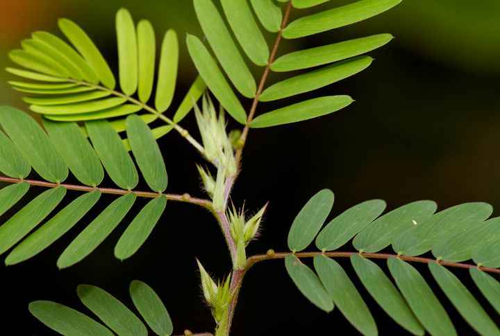 Partridge Pea in Anne Arundel Co., Maryland (8/5/2012).<br /> Note the diagnostic low gland at the base of the leaves. Wild Sensitive Plant has a stalked gland. Photo by Bill Hubick.