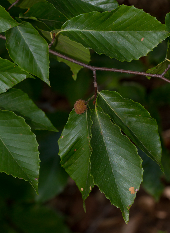 American Beech leaves with fruit in Anne Arundel Co., Maryland (8/5/2012). Photo by Bill Hubick.