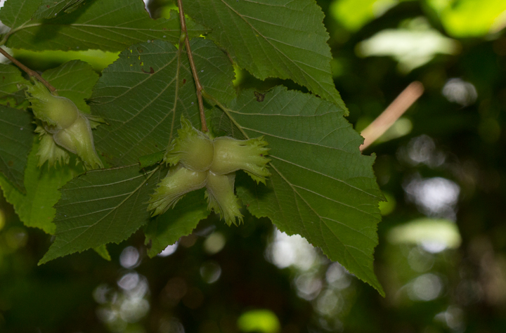 American Hazelnut fruit in Prince George's Co., Maryland (8/5/2012). Photo by Bill Hubick.