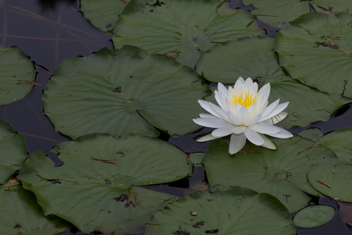 American White Water-lily, or Common Water-lily, in Anne Arundel Co., Maryland (7/15/2012). Photo by Bill Hubick.