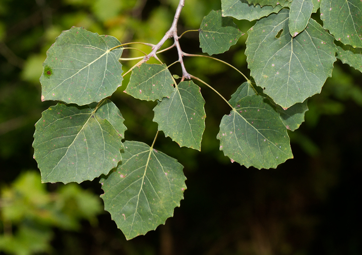 Bigtooth Aspen leaves in Anne Arundel Co., Maryland (8/5/2012). Photo by Bill Hubick.