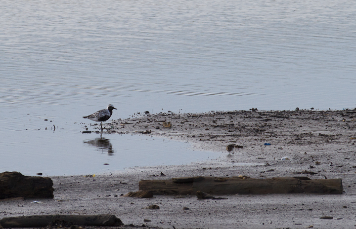 A migrant Black-bellied Plover stops in at Swan Creek, Maryland (8/12/2012). Photo by Bill Hubick.