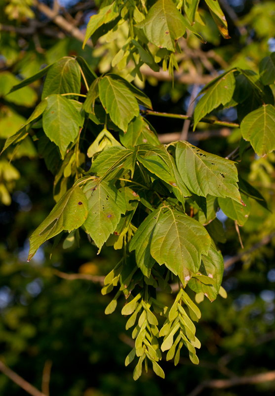 Boxelder with seeds in Anne Arundel Co., Maryland (8/5/2012). Photo by Bill Hubick.