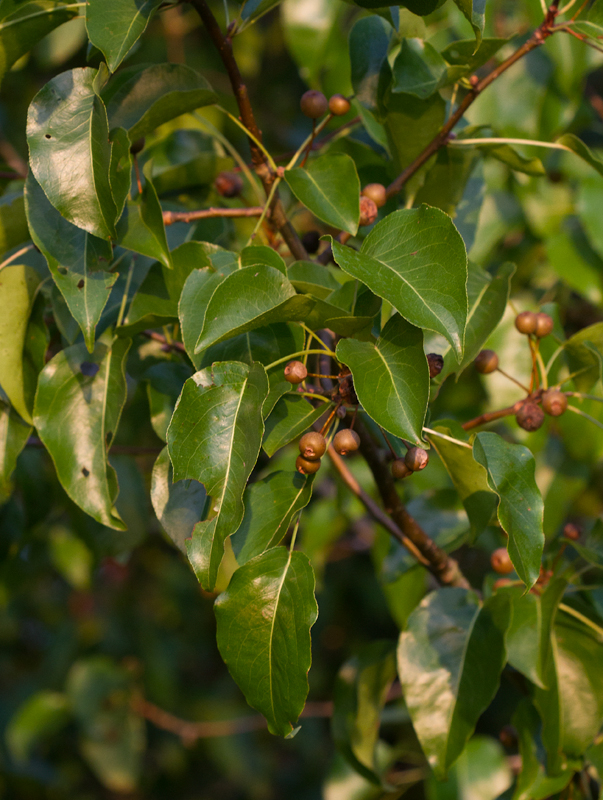 A Bradford Pear, also known as Callery Pear, with fruit in Anne Arundel Co., Maryland (8/5/2012). Photo by Bill Hubick.