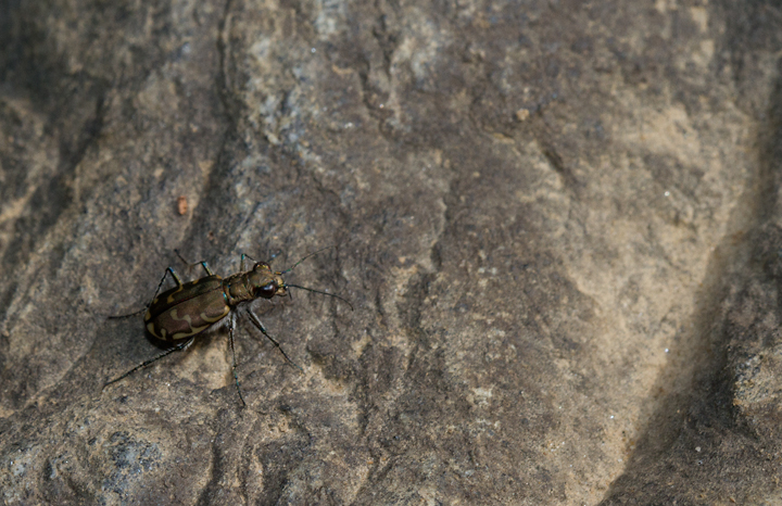 A Bronzed Tiger Beetle in Prince George's Co., Maryland (8/5/2012). Photo by Bill Hubick.