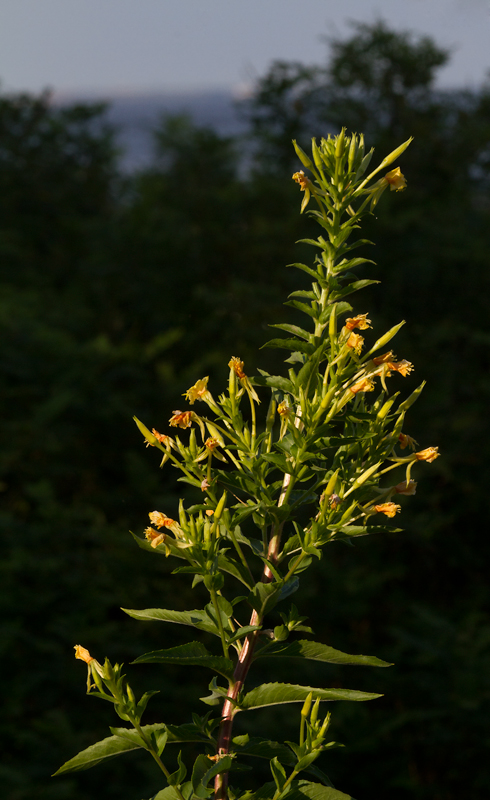 Common Evening Primrose at Fort Smallwood, Anne Arundel Co., Maryland (8/12/2012). A common species of fields and roadsides. Along with details of leaves and flowers, very large size (up to 6' tall) appears to be diagnostic in our area. Evening-primroses open at night and are pollinated by moths. Photo by Bill Hubick.