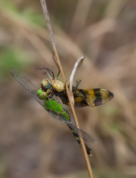 A female Common Pondhawk preying on a Halloween Pennant in Anne Arundel Co., Maryland (7/15/2012). Photo by Bill Hubick.