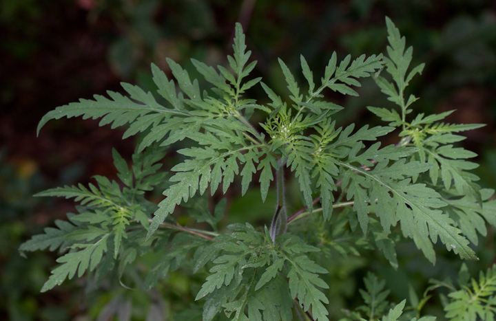 Annual Ragweed, also known as Common Ragweed and Hay Fever Weed, in Prince George's Co., Maryland (8/5/2012). This abundant (and native) species' wind-dispersed pollen is notorious for producing spring allergies. Photo by Bill Hubick.
