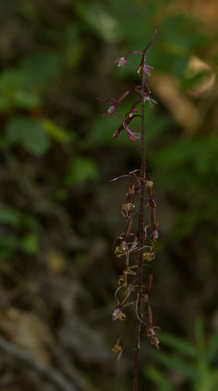 A Cranefly Orchid in Prince George's Co., Maryland (8/5/2012). Photo by Bill Hubick.