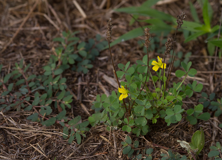 Creeping Woodsorrel blooming in Anne Arundel Co., Maryland (8/5/2012). Photo by Bill Hubick.