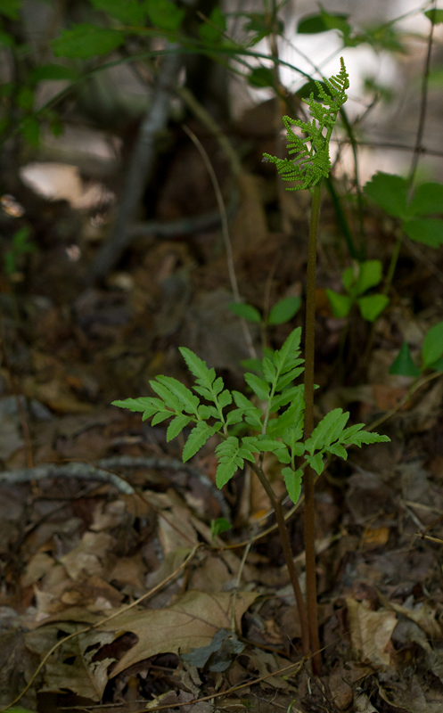 Cutleaf Grapefern in Prince George's Co., Maryland (8/5/2012). Highly variable. Both the highly dissected leaf (sterile pinna) form and less dissected leaf form were present side by side. Compare this less dissected form with next image. Unlike similar Rattlesnake Fern, the sterile blade and sporophore diverge close to the ground. Photo by Bill Hubick.