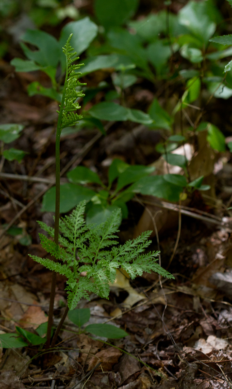 Cutleaf Grapefern in Prince George's Co., Maryland (8/5/2012). Note highly dissected sterile pinna compared to above, though growing side by side. Photo by Bill Hubick.