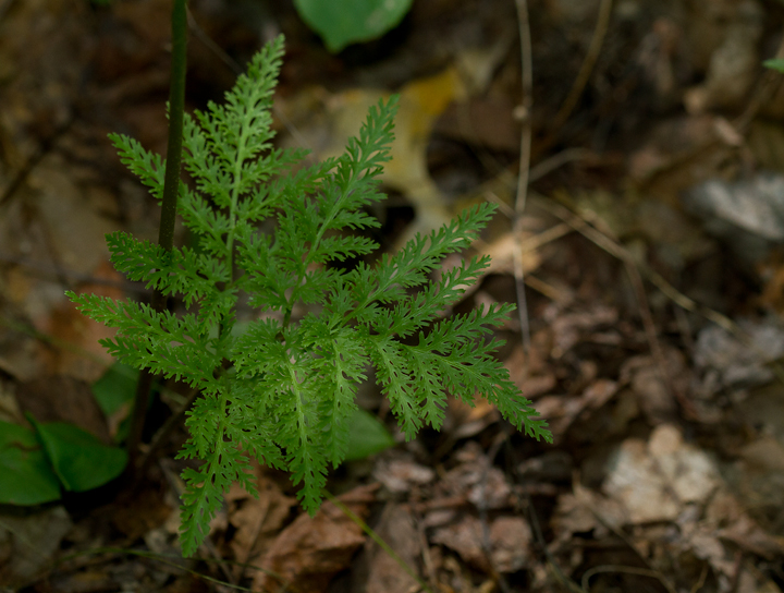 Cutleaf Grapefern in Prince George's Co., Maryland (8/5/2012). Note highly dissected sterile pinna compared to above, though growing side by side. Photo by Bill Hubick.