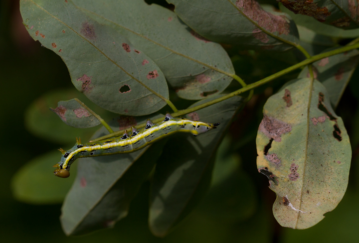 A Black-spotted Prominent moth caterpillar in Anne Arundel Co., Maryland (8/6/2012). Photo by Bill Hubick.