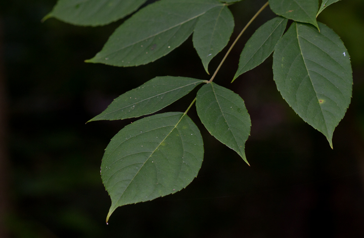 Devil's Walkingstick leaves in Anne Arundel Co., Maryland (8/5/2012). Photo by Bill Hubick.
