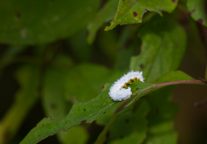 A Dogwood Sawfly nymph on Silky Dogwood, Anne Arundel Co., Maryland (8/5/2012). Photo by Bill Hubick.