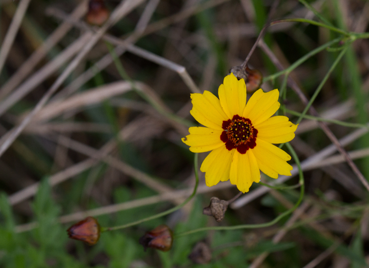 Golden Tickseed in Prince George's Co., Maryland (8/5/2012). Photo by Bill Hubick.