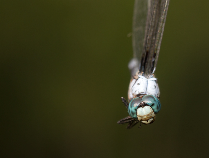 A Great Blue Skimmer in Anne Arundel Co., Maryland (8/5/2012). Photo by Bill Hubick.