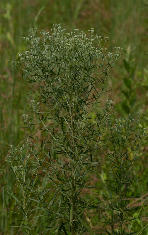Hyssop-leaved Thoroughwort in an open area near the Patuxent River in Anne Arundel Co., Maryland (8/6/2012). Note the very narrow, untoothed leaves, which easily rules out most local <em>Eupatorium</em>. Photo by Bill Hubick.