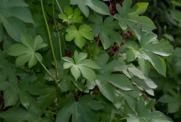 Japanese Hops in Prince George's Co., Maryland (8/6/2012). An invasive species from temperate Asia introduced to the U.S. in the late 1800s for oriental medicine and ornamental purposes. Distinguished from Common Hops by having usually 5 to 7 lobes per leaf rather than three (or none). Photo by Bill Hubick.
