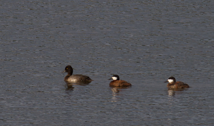 A summering drake Lesser Scaup with two Ruddy Ducks at Swan Creek, Maryland (8/12/2012). Photo by Bill Hubick.