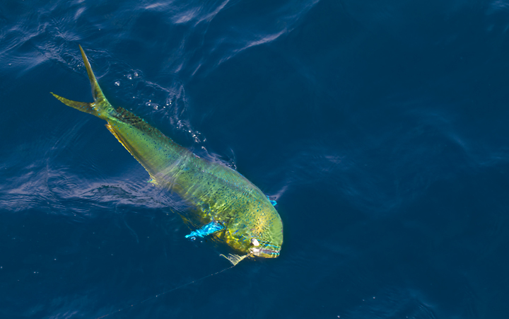 From the archives - a Dolphinfish, better known as Mahi Mahi, in Maryland waters (8/15/2010). Photo by Bill Hubick.