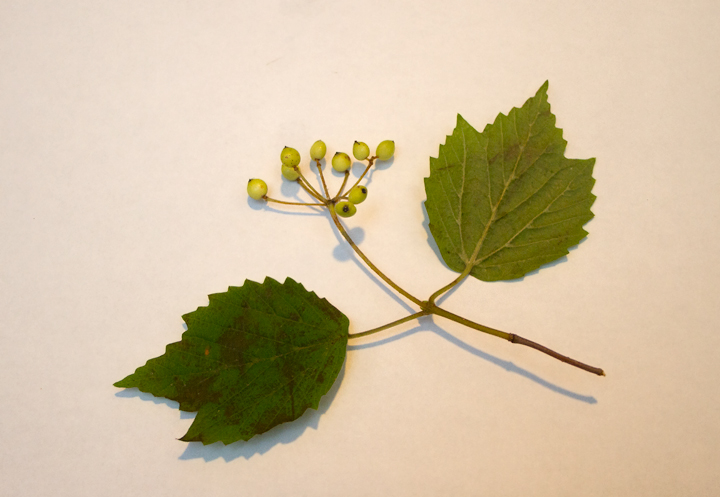 Maple-leaved Viburnum found in Montgomery Co., Maryland (8/12/2012). Photo by Bill Hubick.