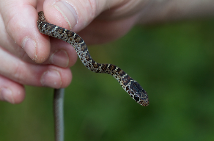 A juvenile Northern Black Racer in Anne Arundel Co., Maryland (8/5/2012). Juvenile Northern Black Racers are quite similar to Eastern Ratsnakes. This individual's lightning fast movements and very aggressive behavior were certainly supporting evidence for racer. Tom Feild is the good sport in the second image. Photo by Bill Hubick.