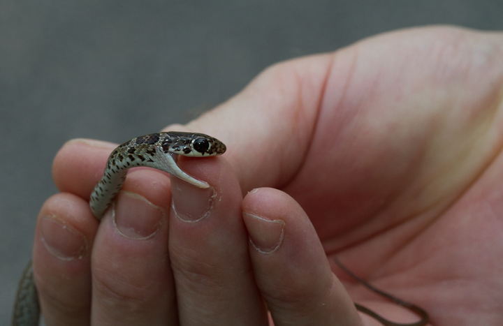 A juvenile Northern Black Racer in Anne Arundel Co., Maryland (8/5/2012). Juvenile Northern Black Racers are quite similar to Eastern Ratsnakes. This individual's lightning fast movements and very aggressive behavior were certainly supporting evidence for racer. Tom Feild is the good sport in the second image. Photo by Bill Hubick.