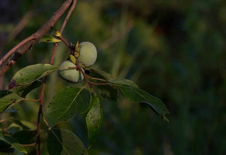 Common Persimmon with fruit in Anne Arundel Co., Maryland (8/5/2012). Photo by Bill Hubick.