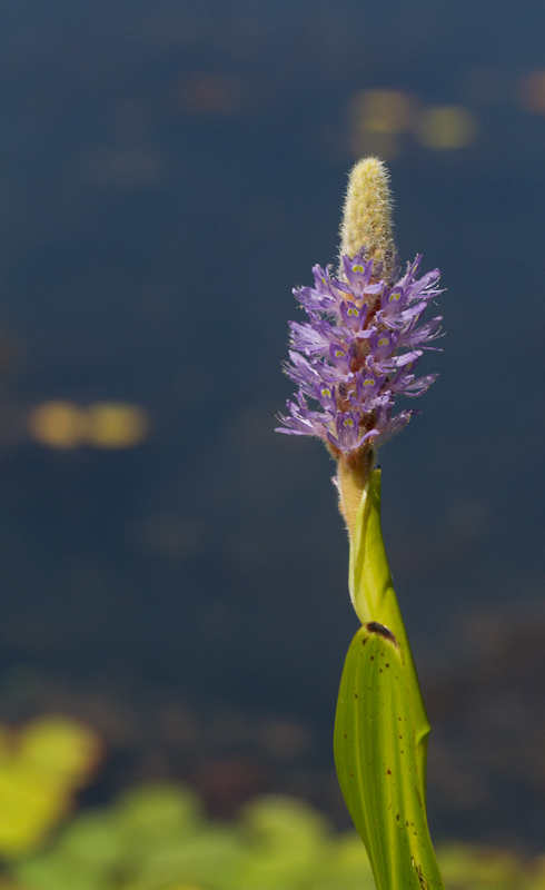 Pickerelweed in Prince George's Co., Maryland (8/5/2012). Photo by Bill Hubick.