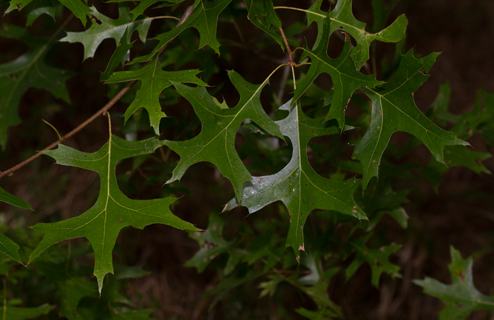 A Pin Oak in wet lowlands near the Patuxent River in Anne Arundel Co., Maryland (8/5/2012). Note deeply lobed leaves and lower branches drooping close to the ground. Photo by Bill Hubick.