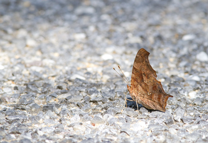 From the archives - a Question Mark in Carroll Co., Maryland (8/27/2010). Photo by Bill Hubick.