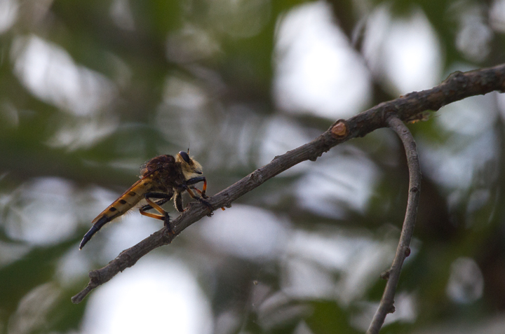 A Red-footed Cannibalfly, a very large and intimidating robber fly, in Anne Arundel Co., Maryland (8/5/2012). Photo by Bill Hubick.