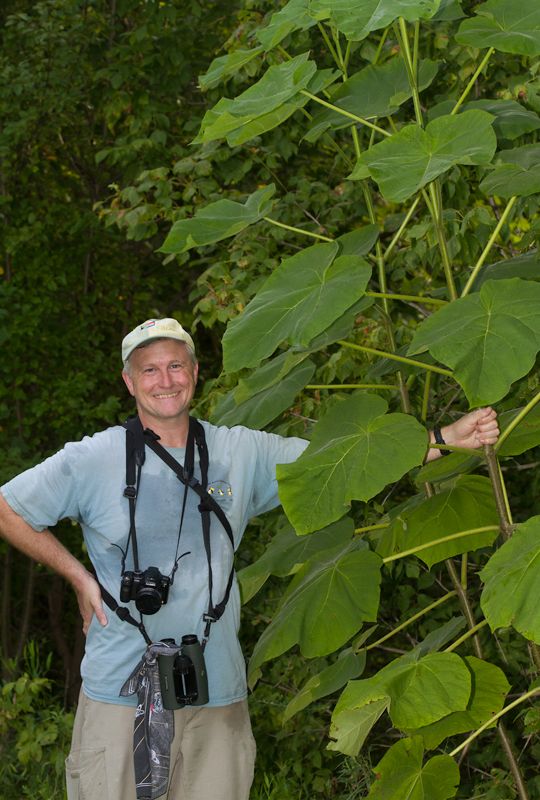 Princess Tree, also known as Royal Paulownia, in Anne Arundel Co., Maryland (8/5/2012). Note massive leaf size compared to Tom Feild. Photo by Bill Hubick.