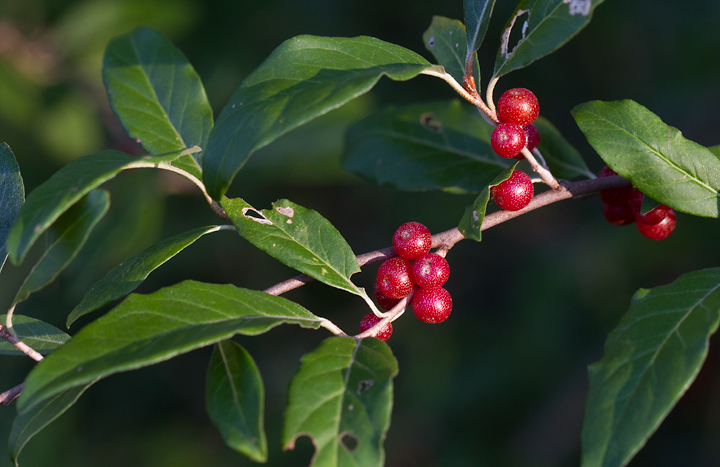 Russian Olive, a common invasive species, in Anne Arundel Co., Maryland (8/5/2012). Photo by Bill Hubick.