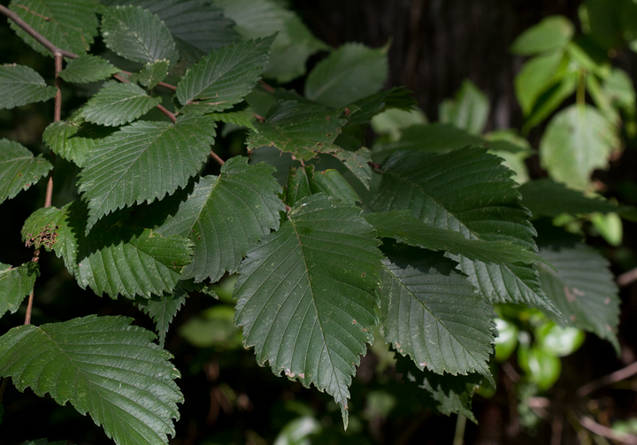 Slippery Elm leaves in Prince George's Co., Maryland (8/5/2012). Photo by Bill Hubick.