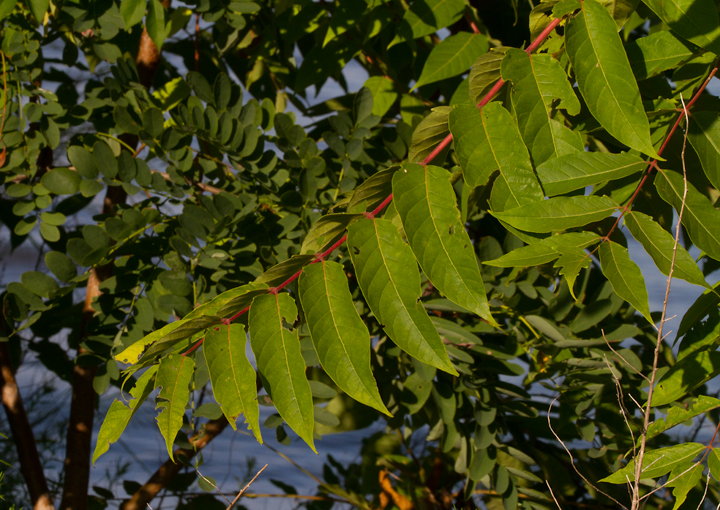 The abundant Tree of Heaven is a terrible invasive throughout Maryland (8/12/2012). Photo by Bill Hubick.