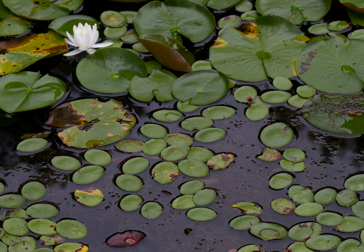 Watershield (close) at Patuxent Research Refuge, Anne Arundel Co., Maryland (7/15/2012). Photo by Bill Hubick.