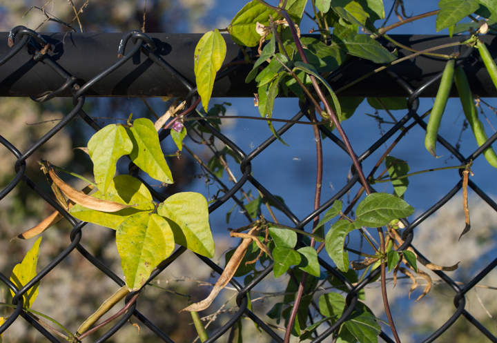 Amberique-bean at Fort Smallwood, Maryland (10/21/2012). Photo by Bill Hubick.