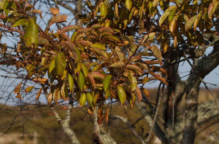 Black Cherry in Worcester Co., Maryland (11/2012). Photo by Bill Hubick.