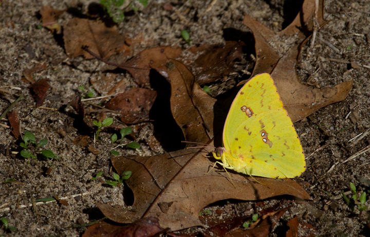A Cloudless Sulfur in my yard in Pasadena, Maryland (10/21/2012). Photo by Bill Hubick.