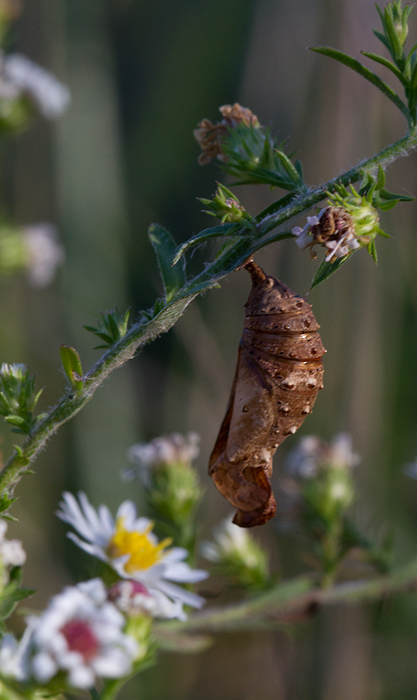 A Common Buckeye chrysalis at Fort Smallwood, Maryland (10/21/2012). Photo by Bill Hubick.