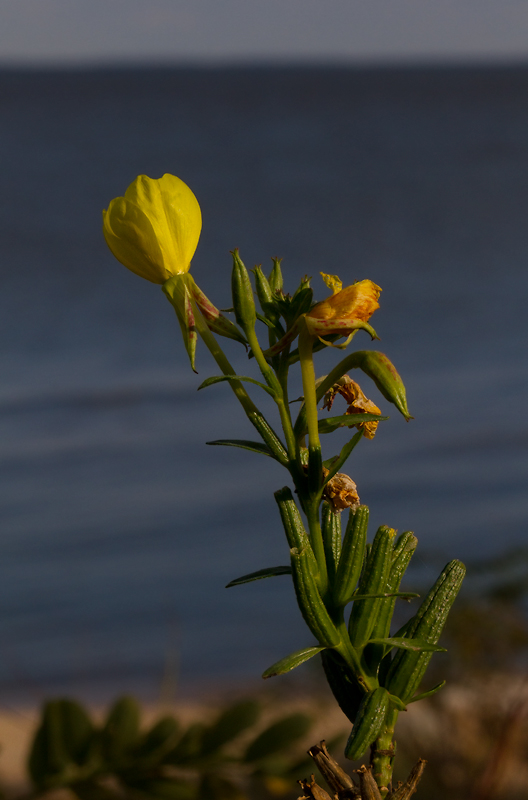 Common Evening Primrose still blooming at Fort Smallwood, Maryland (10/21/2012). Photo by Bill Hubick.